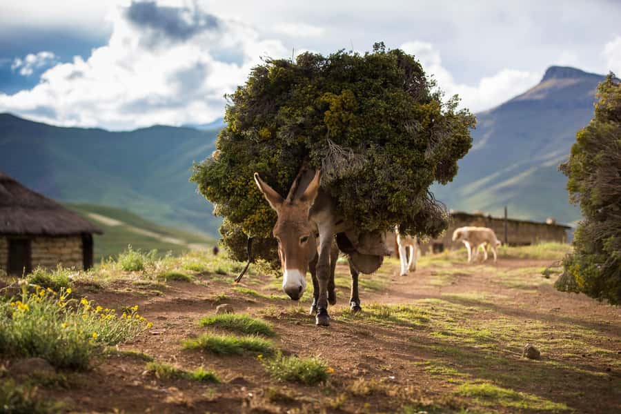 Sani Pass Day Tour from Underberg - Starting in Underberg at 9 AM