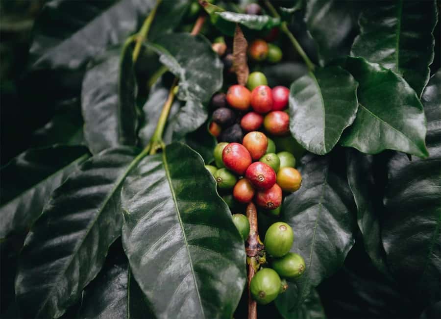 Santa Marta: Minca Coffee, Cocoa, & Waterfall Full-Day Trip - Leaving Santa Marta for the Sierra Nevada foothills