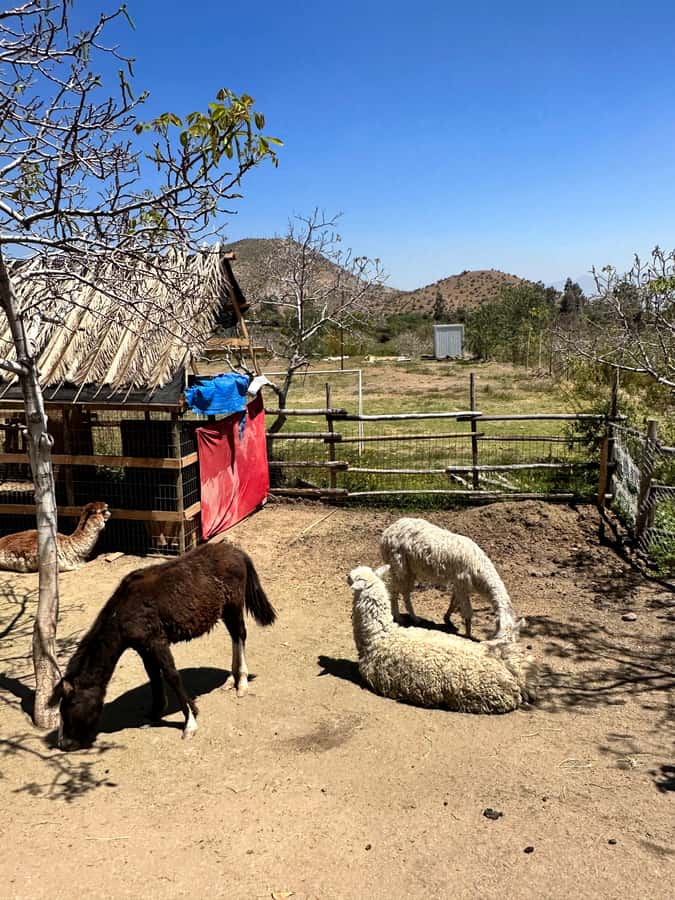 Santiago: Portillo and Laguna del Inca Day Trip with Picnic - The picnic in Los Andes