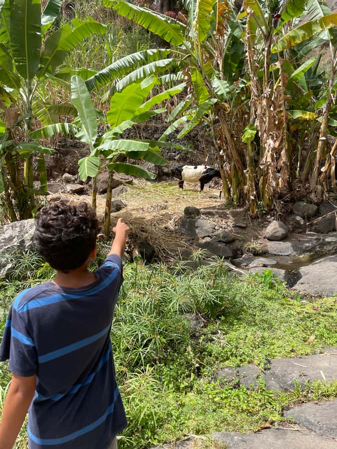 Santo Antão Highlights: Day Trip by Car with Ferry from SV - Porto Novo and the Old Mountain Road