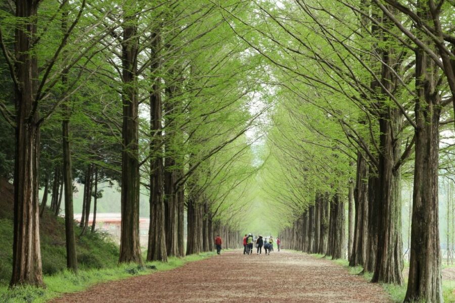 Seoul: Gangwon-do Day Trip with Alpaca World & Nami Island - Key points to know before booking