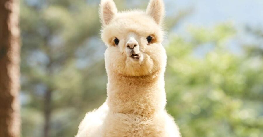 Seoul: Gangwon-do Day Trip with Alpaca World & Nami Island - Alpaca World: the day’s cutest stop
