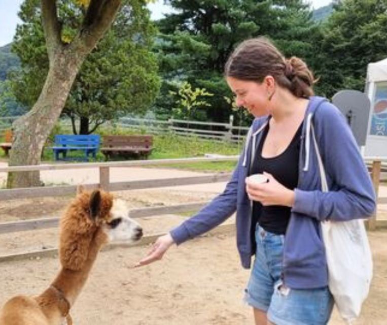 Seoul: Gangwon-do Day Trip with Alpaca World & Nami Island - Choosing the Gangchon Rail Park option