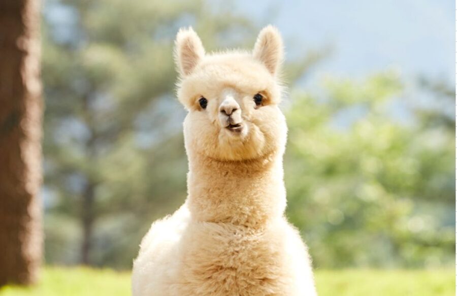 Seoul: Gangwon-do Day Trip with Alpaca World & Nami Island - Group tour or private tour?