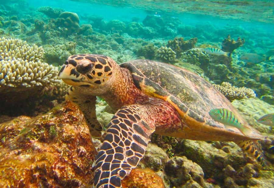 Similan Islands Early-Bird Tour From Phuket and Khao Lak! - The key points at a glance