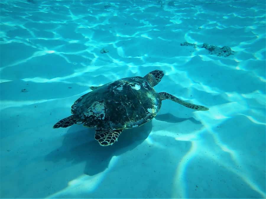 Similan Islands Early-Bird Tour From Phuket and Khao Lak! - Honeymoon Bay lunch and the choice of two beaches