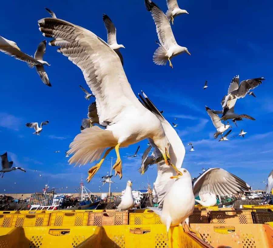 Small-Group Day Trip from Marrakech to Essaouira Mogador - Beach time and the Atlantic wind