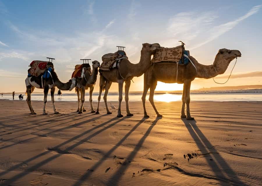 Small-Group Day Trip from Marrakech to Essaouira Mogador - What the $12 price really gives you