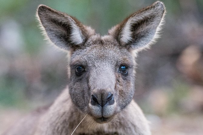 Small-Group Grampians Great Wildlife Escape Day Trip with Hiking - Key points to know before booking