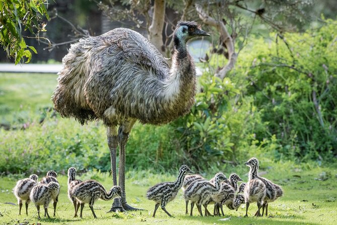 Small-Group Grampians Great Wildlife Escape Day Trip with Hiking - Why this Melbourne day trip works