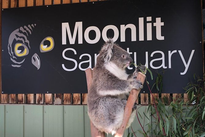 Small-Group Phillip Island Afternoon Day Trip from Melbourne - Price and what you receive for $150.01