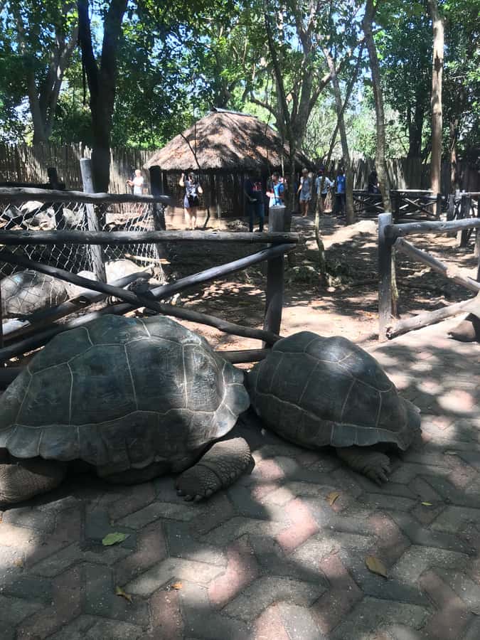 Stone Town: Stone Town and Prison Island Private Day Trip - Should you book the Stone Town and Prison Island trip?