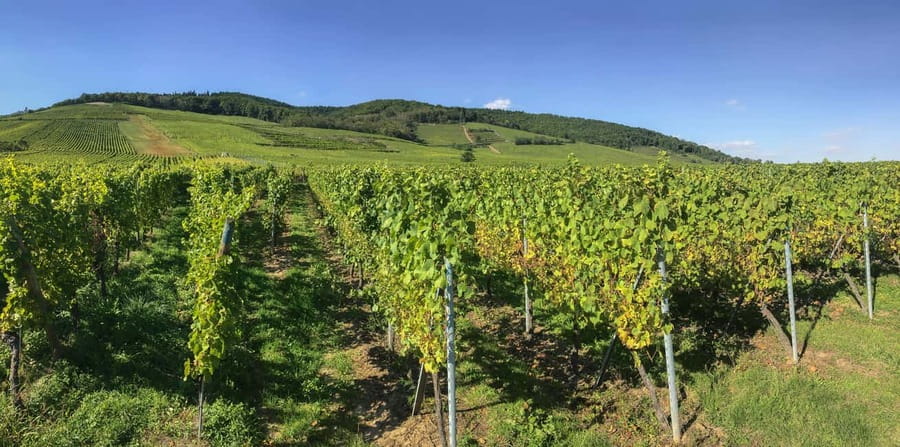 Strasbourg: Full-Day Small Group Tour to Colmar & Riquewihr - Riquewihr delivers the classic wine village