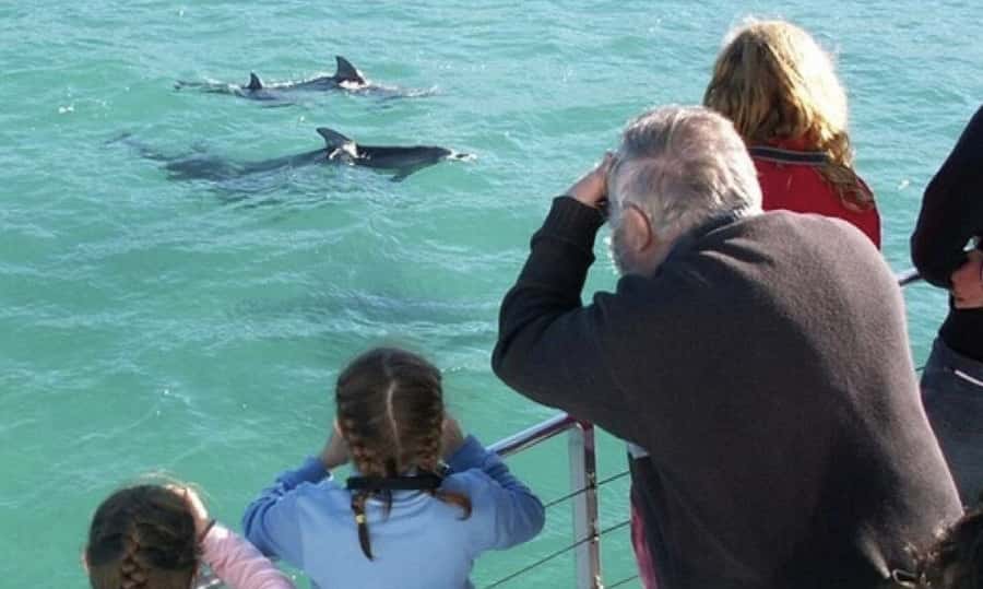 Sydney: Jervis Bay Day Trip with Dolphins, Roos & Beach Time - Why this Jervis Bay day trip works