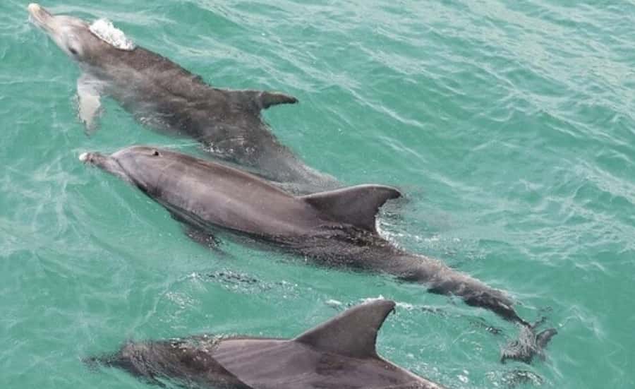 Sydney: Jervis Bay Day Trip with Dolphins, Roos & Beach Time - The three-hour ride south