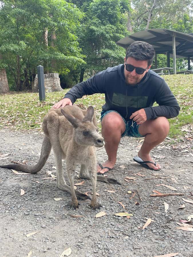 Sydney: Jervis Bay Day Trip with Dolphins, Roos & Beach Time - Wild kangaroos at Cave Beach