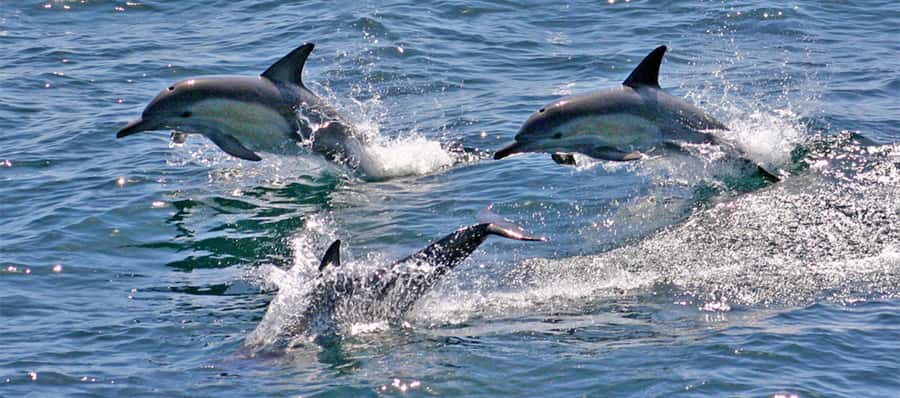 Sydney: Port Stephens Dolphin Cruise & Sandboarding Day Trip - Who should book this tour?
