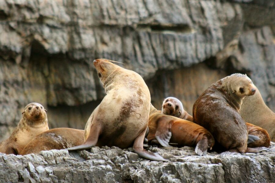 Tasman Peninsula Day Trip with Cruise & Devils from Hobart - What the $230 price really covers
