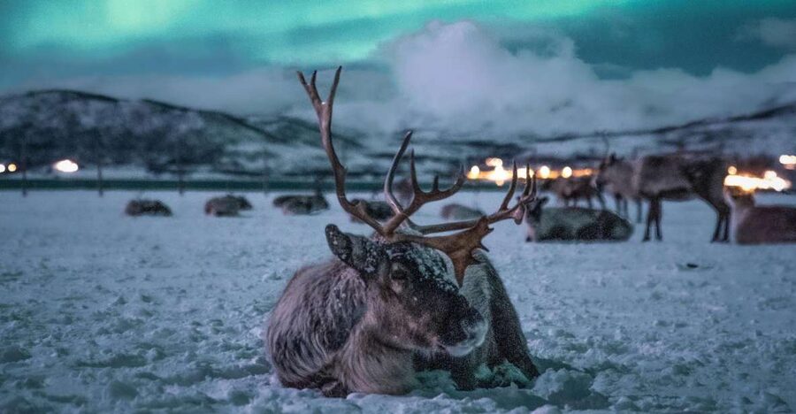 Tromsø: Reindeer Sled, Dinner, and Chance of Northern Lights - From Tromsø harbor to the reindeer camp