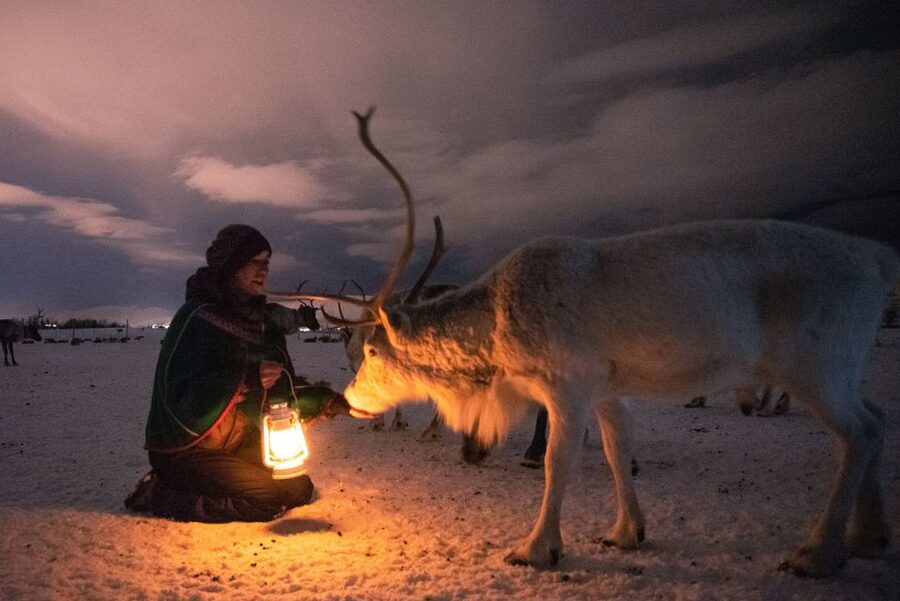 Tromsø: Reindeer Sled, Dinner, and Chance of Northern Lights - The reindeer sled ride: magical, but not a long expedition