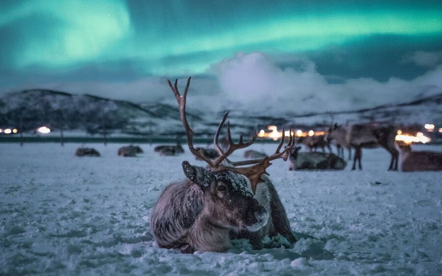 Tromsø: Reindeer Sled, Dinner, and Chance of Northern Lights - Feeding 300 reindeer by hand