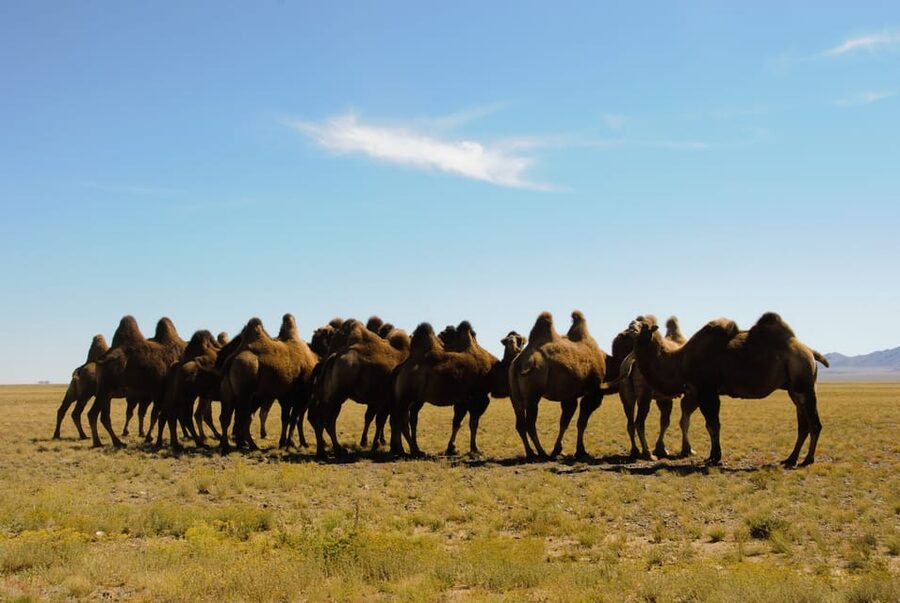 Ulaanbaatar: Semi-Gobi Desert Day Trip & Camel Ride - Key points to know before you book