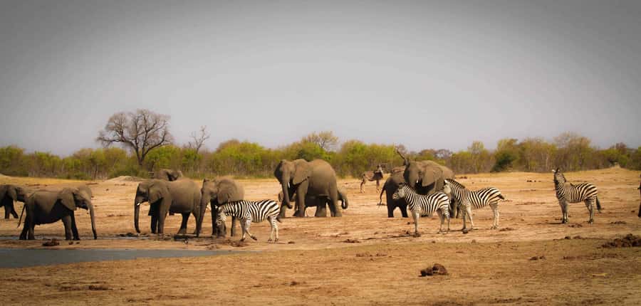Victoria Falls: Chobe National Park Day Trip with Lunch - Key things to know before you book