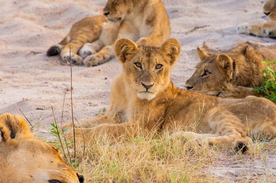 Victoria Falls: Chobe National Park Day Trip with Lunch - The open 4x4 safari in Chobe