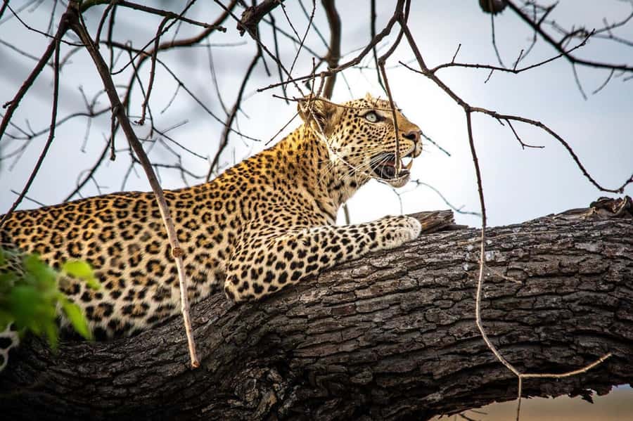 Victoria Falls: Chobe National Park Day Trip with Lunch - Who should book this day trip?