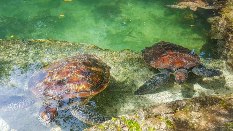 Zanzibar: Nungwi Turtle Aquarium Guided Half-Day Trip - From your hotel to Nungwi in about an hour