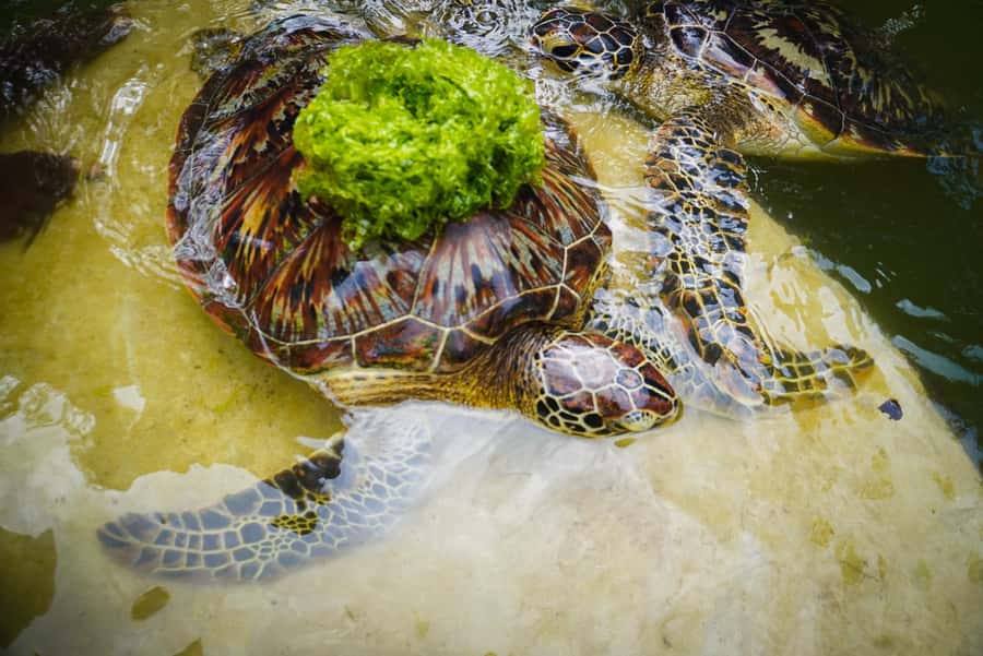 Zanzibar: Nungwi Turtle Aquarium Guided Half-Day Trip - The Nungwi turtle pool is the main event